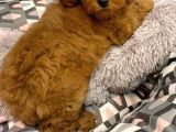 Sağlik Ve Irk Garanti̇li̇ Red Toy Poodle Yavrularimiz