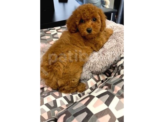 Sağlik Ve Irk Garanti̇li̇ Red Toy Poodle Yavrularimiz görsel