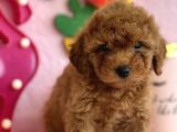 Safkan Toy Poodle Bebekler