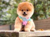 Orji̇nal Pomerani̇an Boo 