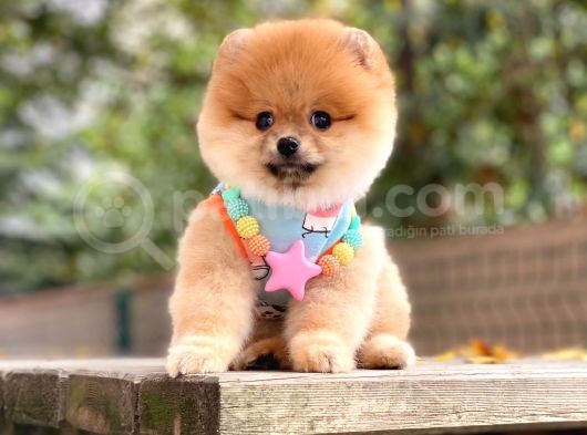 Orji̇nal Pomerani̇an Boo  görsel