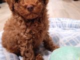 Sağlik Ve Irk Garanti̇li̇ Red Brown Toy Poodle Yavrularimiz