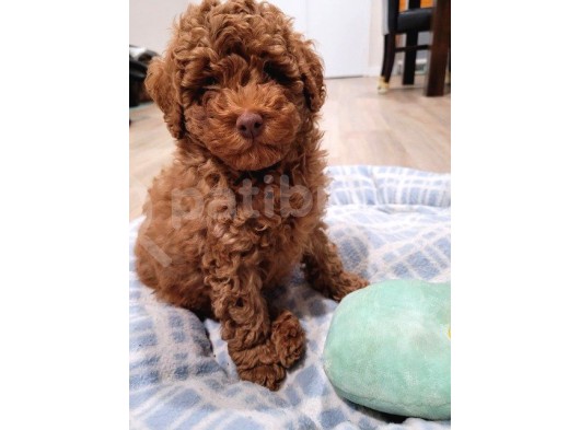 Sağlik Ve Irk Garanti̇li̇ Red Brown Toy Poodle Yavrularimiz görsel