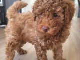 SAĞLIK VE IRK GARANTİLİ RED BROWN TOY POODLE YAVRULARIMIZ