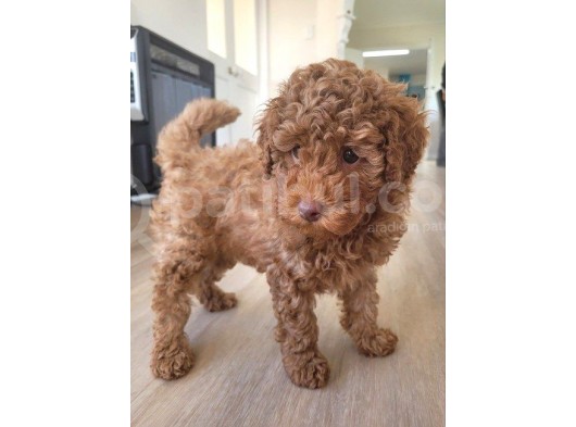 Sağlik Ve Irk Garanti̇li̇ Red Brown Toy Poodle Yavrularimiz