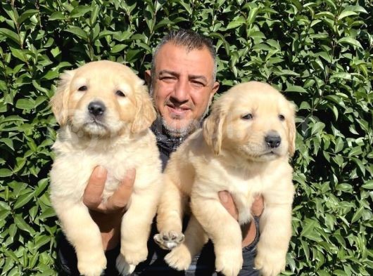 Ruhsatlı Köpek Çiftliğinden Golden Yavrularımız görsel