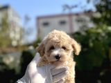 Sevi̇mli̇ Malti̇poo Bebekler