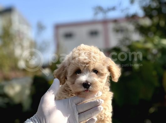 Sevi̇mli̇ Malti̇poo Bebekler görsel