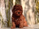 ANNE ALTINDAN RED BROWN TOY POODLE YAVRULAR