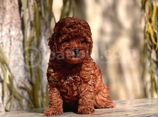 Anne Altindan Red Brown Toy Poodle Yavrular