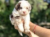 TÜRKİYEDE TEK AUİSSEDOODLE BEBEKLER