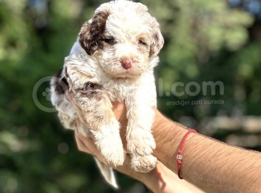 Türki̇yede Tek Aui̇ssedoodle Bebekler
