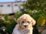 SEVİMLİ MALTİPOO BEBEKLER