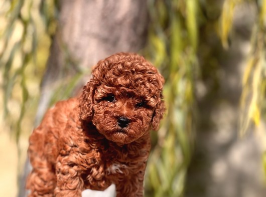Anne Altindan Red Brown Toy Poodle Yavrular görsel