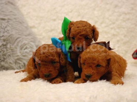 Sağlik Ve Irk Garanti̇li̇ Red Brown Toy Poodle Yavrularimiz