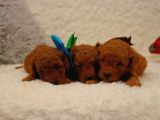 Sağlik Ve Irk Garanti̇li̇ Red Brown Toy Poodle Yavrularimiz