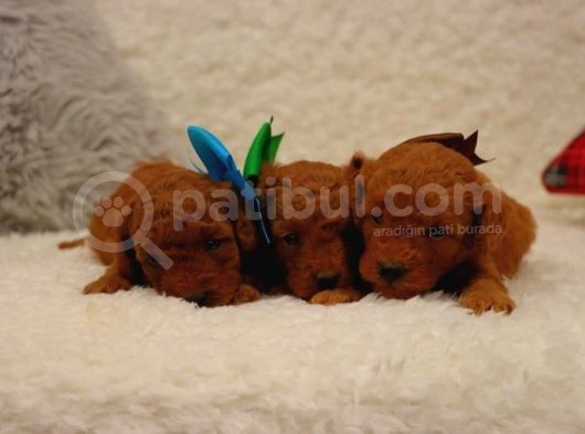 Sağlik Ve Irk Garanti̇li̇ Red Brown Toy Poodle Yavrularimiz görsel