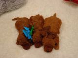 Sağlik Ve Irk Garanti̇li̇ Red Brown Toy Poodle Yavrularimiz