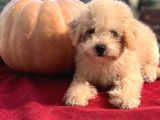 0 Numara Maltipoo Multigen Tüy Dökmeyen Yavrular 