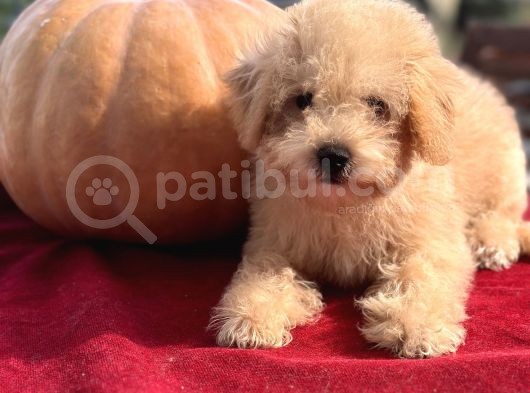 0 Numara Maltipoo Multigen Tüy Dökmeyen Yavrular  görsel