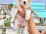 Welsh corgi secereli A kalite eğitimli yavrular 