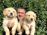 Ruhsatlı Köpek Çiftliğinden Golden Yavrularımız