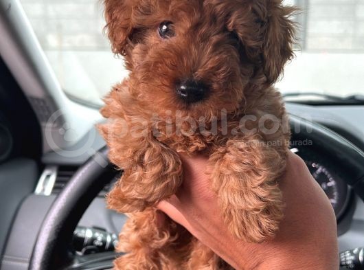 2 Aylik Ti̇ny Zero Toy Poodle Büyümeyen görsel