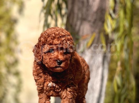 Anne Altindan Red Brown Toy Poodle Yavrular görsel