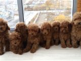 Red Brown anne baba boyut garantili toy Poodle 