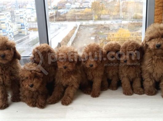 Red Brown Anne Baba Boyut Garantili Toy Poodle 