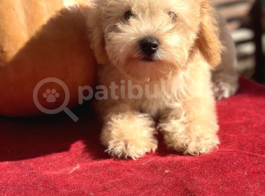 0 Numara Maltipoo Multigen Tüy Dökmeyen Yavrular 
