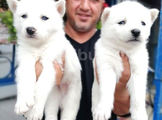 Ruhsatlı Köpek Çiftliğinden Husky Yavrular