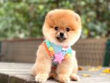 Orji̇nal Pomerani̇an Boo 