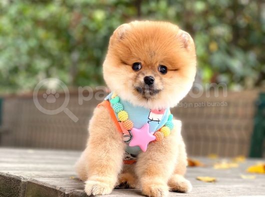 Orji̇nal Pomerani̇an Boo  görsel
