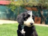 Nadir Bulunan Bernadoodle Yavruları Hypoallerjenik 
