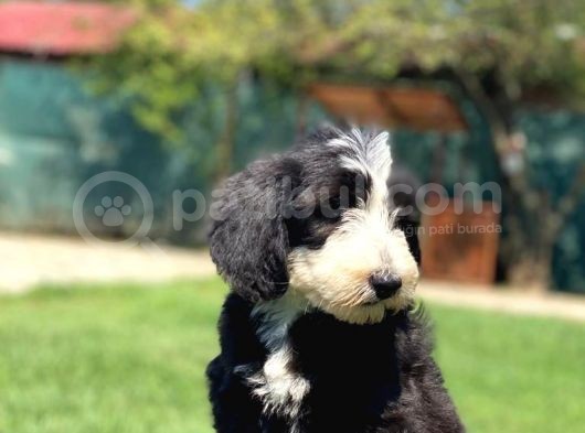 Nadir Bulunan Bernadoodle Yavruları Hypoallerjenik  görsel