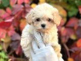 Show Kalite Maltipoo Bebekler 
