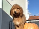 Labradoodle Medium Ve Standart Boy Tüy Dökmeyen Bebekler 