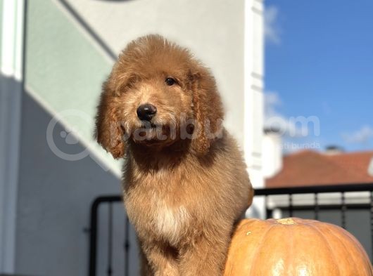 Labradoodle Medium Ve Standart Boy Tüy Dökmeyen Bebekler  görsel