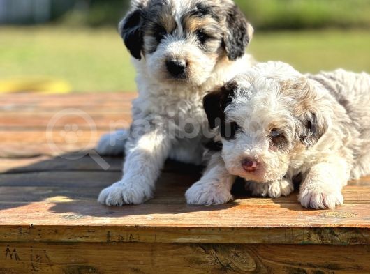 Türki̇yede Tek Aui̇ssedoodle Bebekler görsel