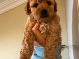 Pasaportlu Kimlikli Toy Poodle Yavrumuz