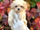 Show Kalite Maltipoo Bebekler 