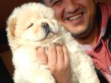 Ruhsatlı Köpek çiftliğinden Chow Chow yavrular
