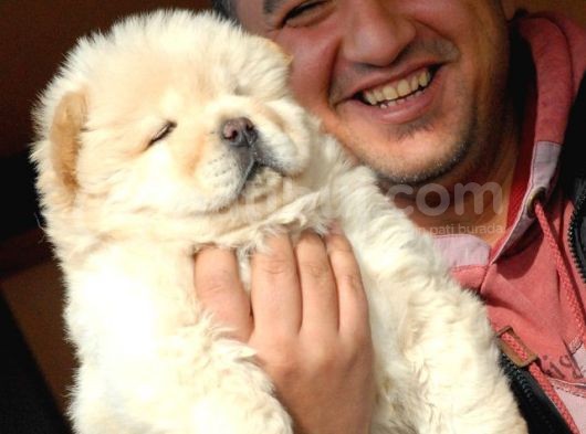 Ruhsatlı Köpek Çiftliğinden Chow Chow Yavrular