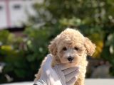 Sevi̇mli̇ Malti̇poo Bebekler
