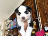 Ruhsatlı Köpek Çiftliğinden Husky Yavrular