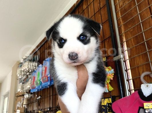 Ruhsatlı Köpek Çiftliğinden Husky Yavrular görsel