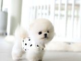 Pomeranian boo teddy bear ırk garantili 