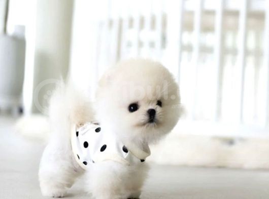 Pomeranian Boo Teddy Bear Irk Garantili 
