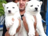 Ruhsatlı Köpek Çiftliğinden Husky Yavrular